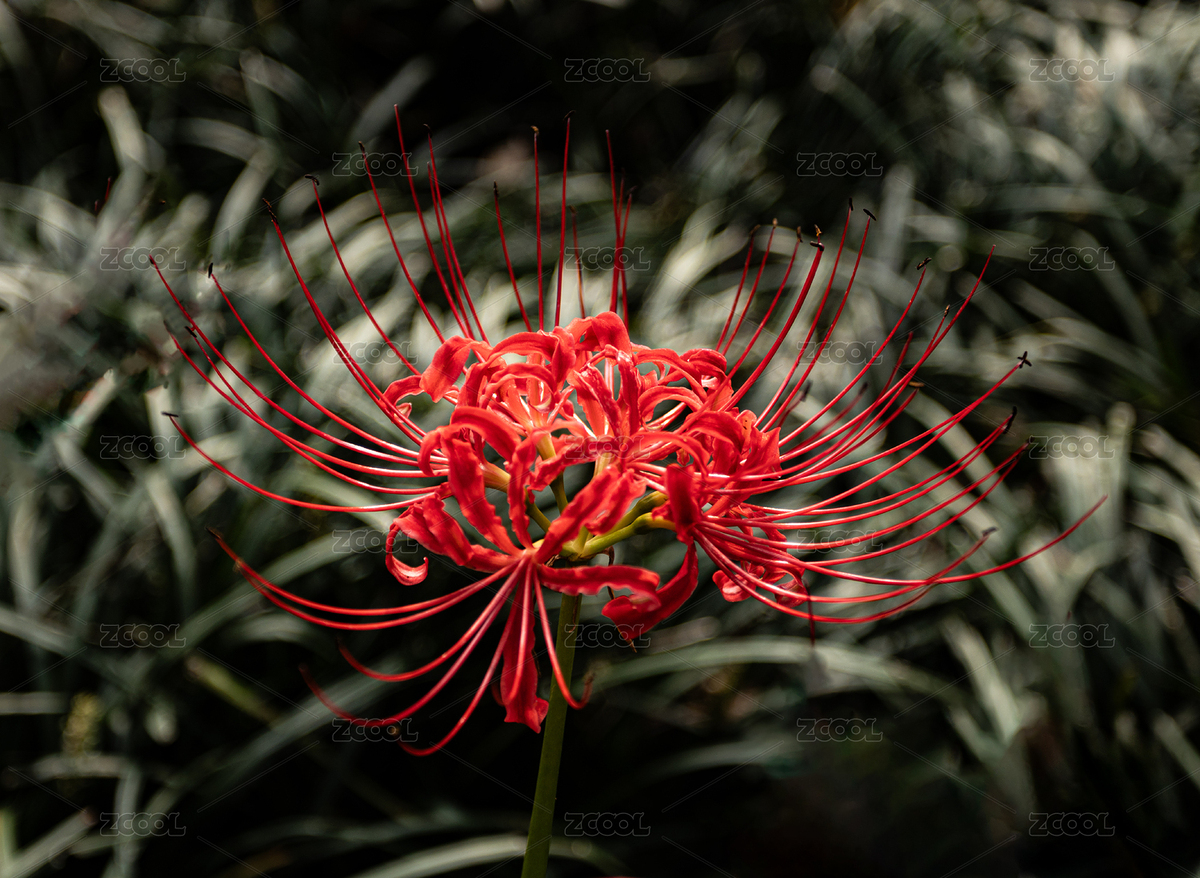 曼珠沙華（主預(yù)覽-5704383） - 未分類(lèi) - 站酷設(shè)計(jì)師圖書(shū)館寄居蟹原創(chuàng)素材 - 站酷ZCOOL