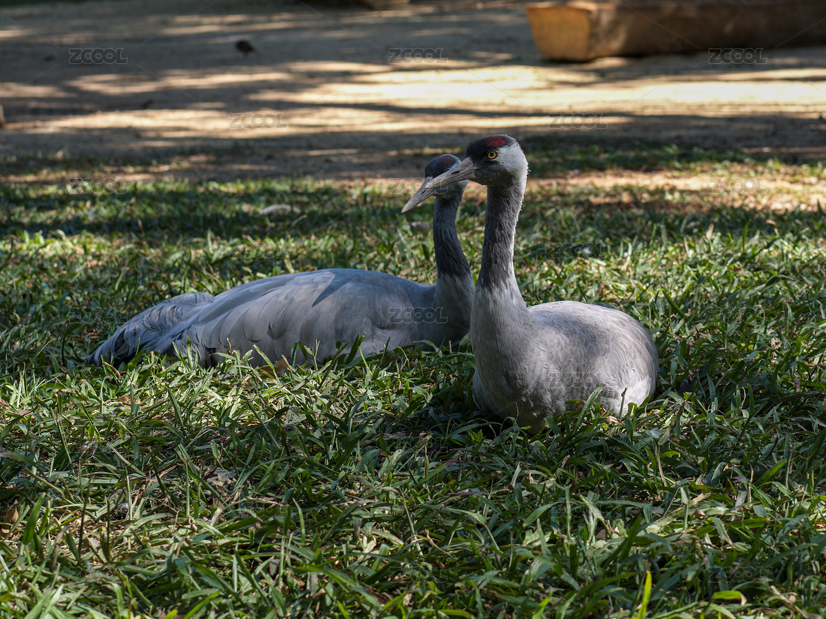 兩只灰鶴臥于草地休憩（主預(yù)覽-12423666） - 未分類 - 站酷設(shè)計(jì)師Rimage原創(chuàng)素材 - 站酷ZCOOL