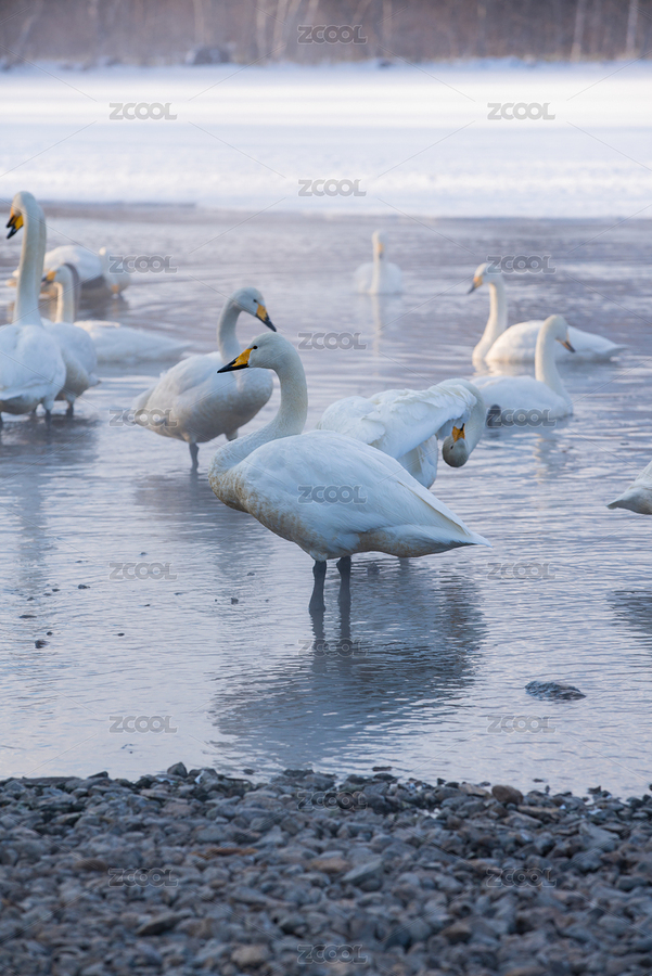 日本北海道钏路天鹅湖古丹温泉的天鹅群（主预览-7187271） - 未分类 - 站酷设计师D123D4原创素材 - 站酷ZCOOL
