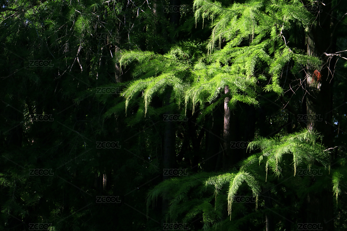 上海共青森林公園內(nèi)光影下的雪松（主預(yù)覽-12296384） - 未分類 - 站酷設(shè)計師0ZWbs5h10R原創(chuàng)素材 - 站酷ZCOOL