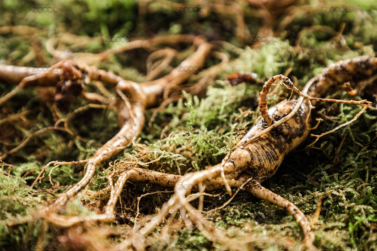 一片绿色藻类植物上的的深山老人参（主预览-3139469） - 未分类 - 站酷设计师涛麟摄影原创素材 - 站酷ZCOOL