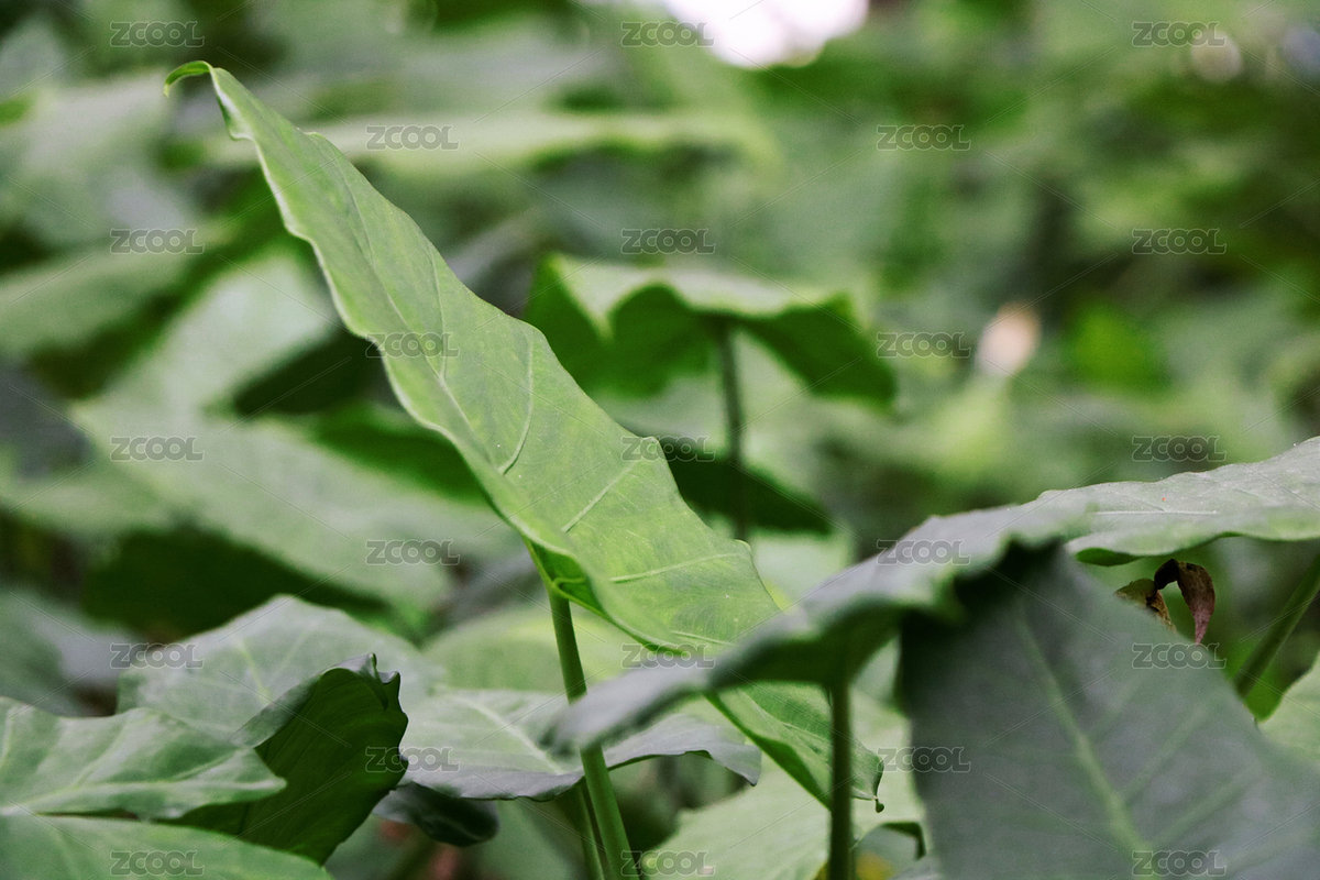 綠色背景植物野芋（主預覽-8598914） - 未分類 - 站酷設計師菩提子1000原創(chuàng)素材 - 站酷ZCOOL