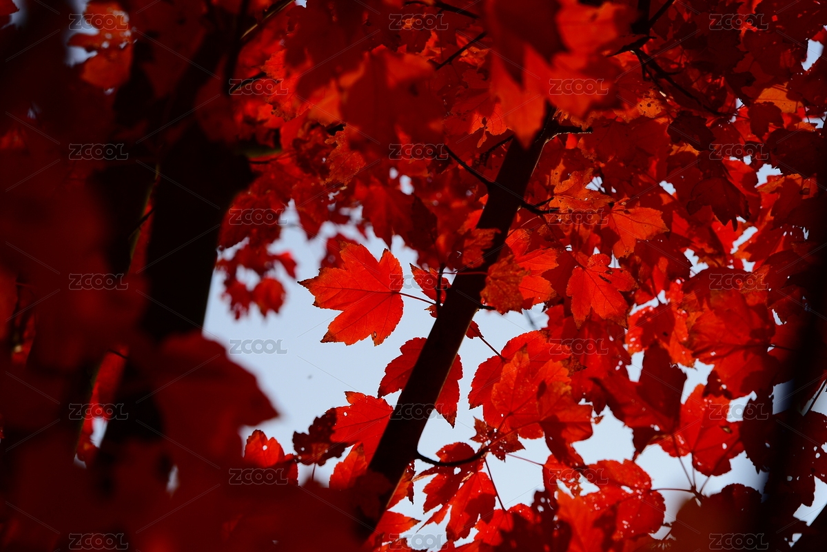鮮紅色的楓葉（主預(yù)覽-12451441） - 未分類 - 站酷設(shè)計師Ladybird_No1原創(chuàng)素材 - 站酷ZCOOL