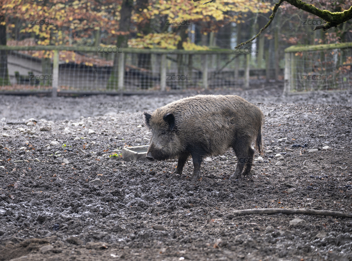 行走中的野豬（主預(yù)覽-8876729） - 未分類 - 站酷設(shè)計(jì)師大熊0號(hào)原創(chuàng)素材 - 站酷ZCOOL