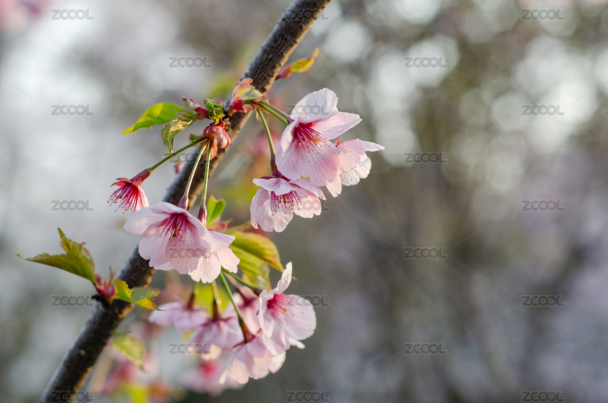 春天樹(shù)上幾朵粉紅色的垂枝櫻花（主預(yù)覽-1698807） - 未分類 - 站酷設(shè)計(jì)師云海路漫漫原創(chuàng)素材 - 站酷ZCOOL