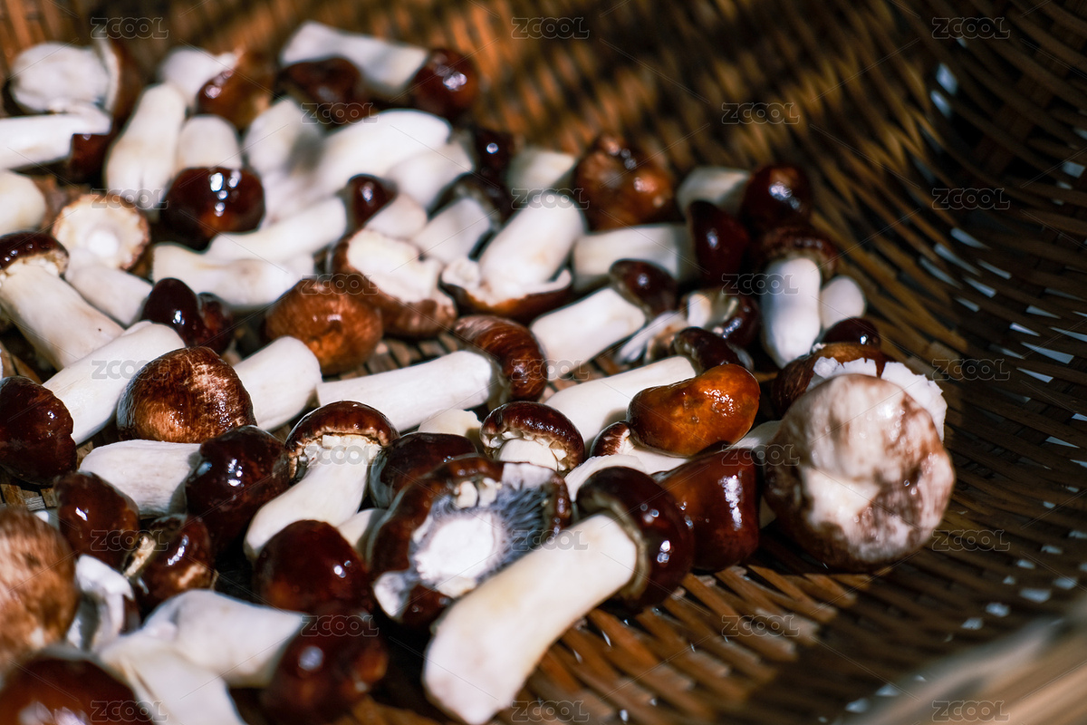 籃筐里的蘑菇（主預(yù)覽-6753102） - 未分類 - 站酷設(shè)計(jì)師等讓原創(chuàng)素材 - 站酷ZCOOL