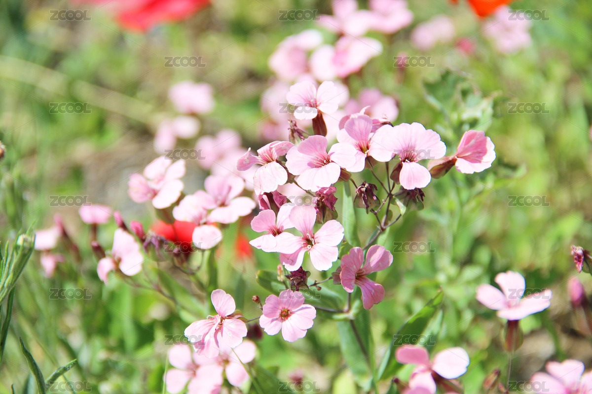 花簇（主预览-3602394） - 未分类 - 站酷设计师Ansion_huang原创素材 - 站酷ZCOOL