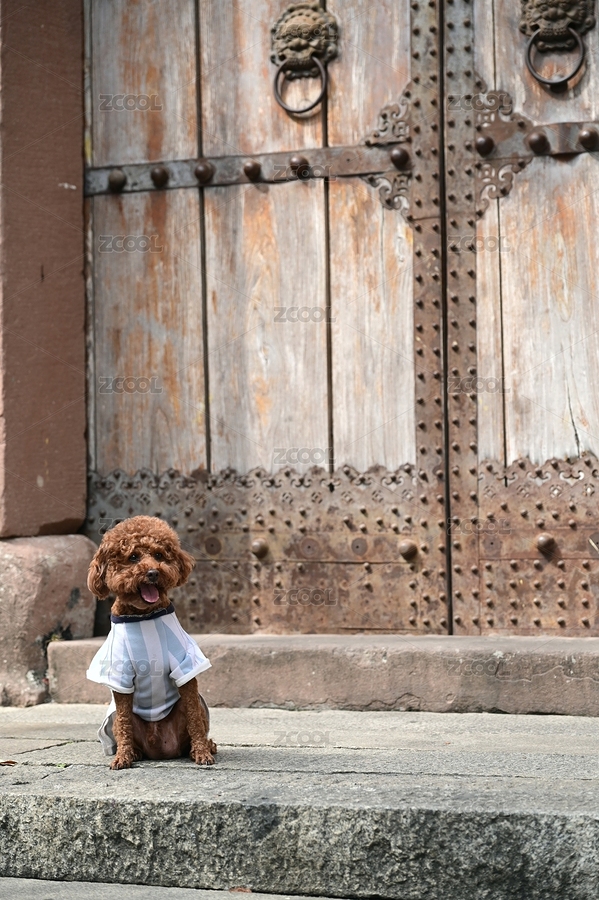 中国深圳甘坑古镇仿古屋门前的宠物泰迪犬（主预览-4690081） - 未分类 - 站酷设计师一江水在路上原创素材 - 站酷ZCOOL