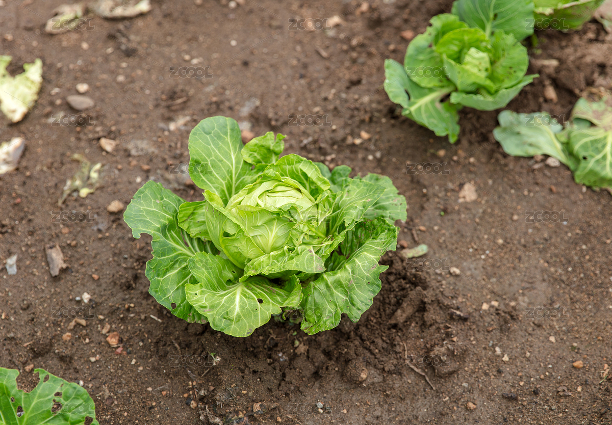 還未長大的包菜苗（主預(yù)覽-11533140） - 未分類 - 站酷設(shè)計(jì)師小羽怪原創(chuàng)素材 - 站酷ZCOOL