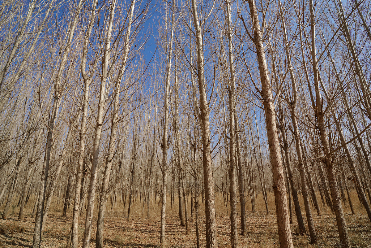 冬季下午晴天時(shí)中國(guó)云南劍川濕地公園的白楊林（主預(yù)覽-8500851） - 未分類(lèi) - 站酷設(shè)計(jì)師尚色墨梅原創(chuàng)素材 - 站酷ZCOOL