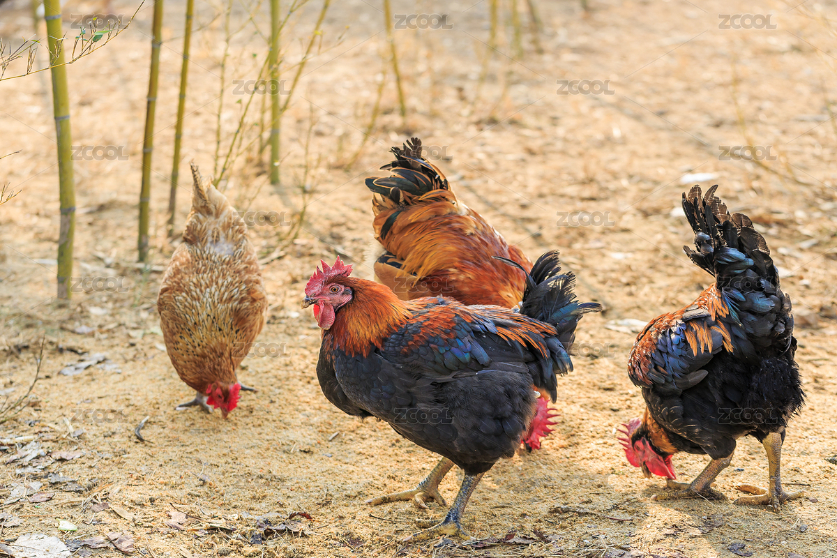 散养的正在啄食的四只农家鸡（主预览-9068571） - 未分类 - 站酷设计师秋影随风原创素材 - 站酷ZCOOL
