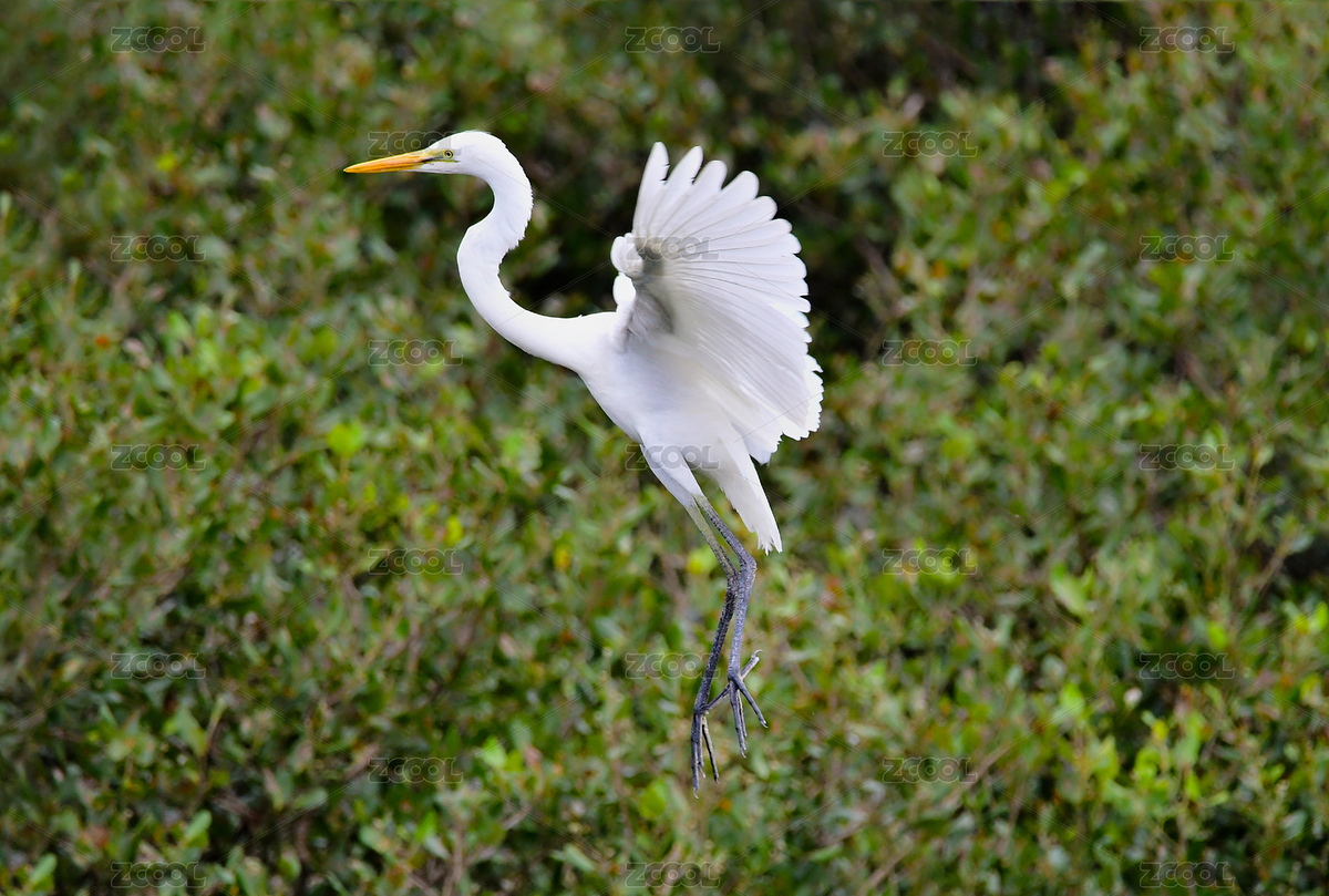 惠东盐洲岛白沙红树林湿地公园大白鹭牛背鹭（主预览-5551653） - 未分类 - 站酷设计师猫爷爷515原创素材 - 站酷ZCOOL