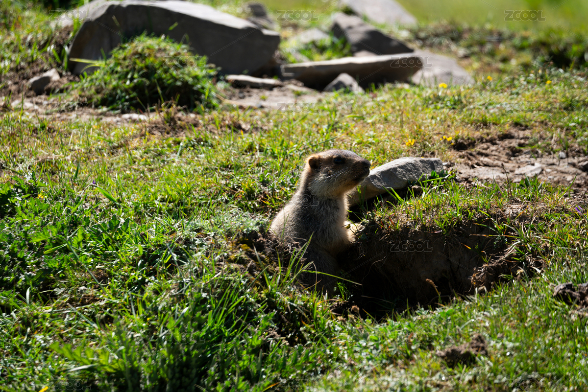 草原土撥鼠的探頭瞬間（主預(yù)覽-11047091） - 未分類 - 站酷設(shè)計(jì)師奧利奧泡餅干原創(chuàng)素材 - 站酷ZCOOL
