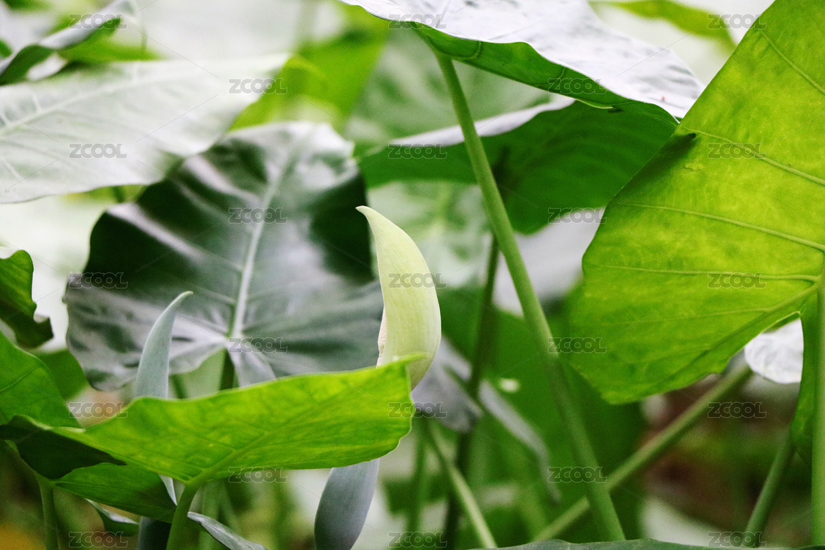 綠色背景植物野芋（主預(yù)覽-8374991） - 未分類 - 站酷設(shè)計(jì)師菩提子1000原創(chuàng)素材 - 站酷ZCOOL