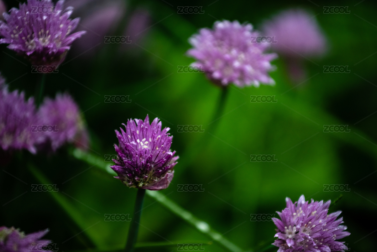 紫色的蔥花（主預(yù)覽-8559969） - 未分類 - 站酷設(shè)計(jì)師癡行天涯原創(chuàng)素材 - 站酷ZCOOL