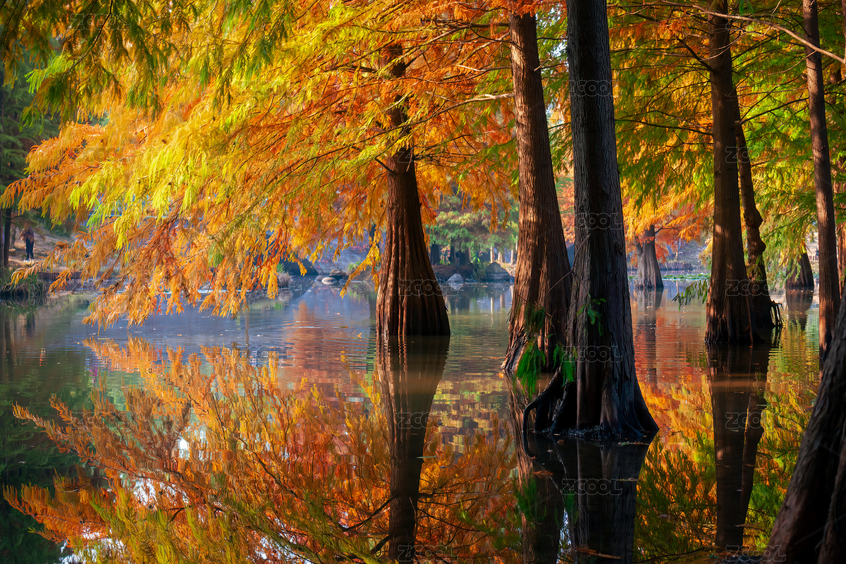 南京燕雀湖落羽杉（主預(yù)覽-3489273） - 未分類(lèi) - 站酷設(shè)計(jì)師TTcunman1986原創(chuàng)素材 - 站酷ZCOOL