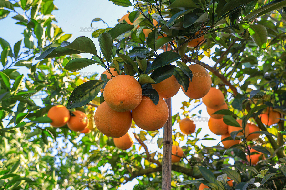 臍橙（主預(yù)覽-11352715） - 未分類 - 站酷設(shè)計(jì)師攝影林秋原創(chuàng)素材 - 站酷ZCOOL