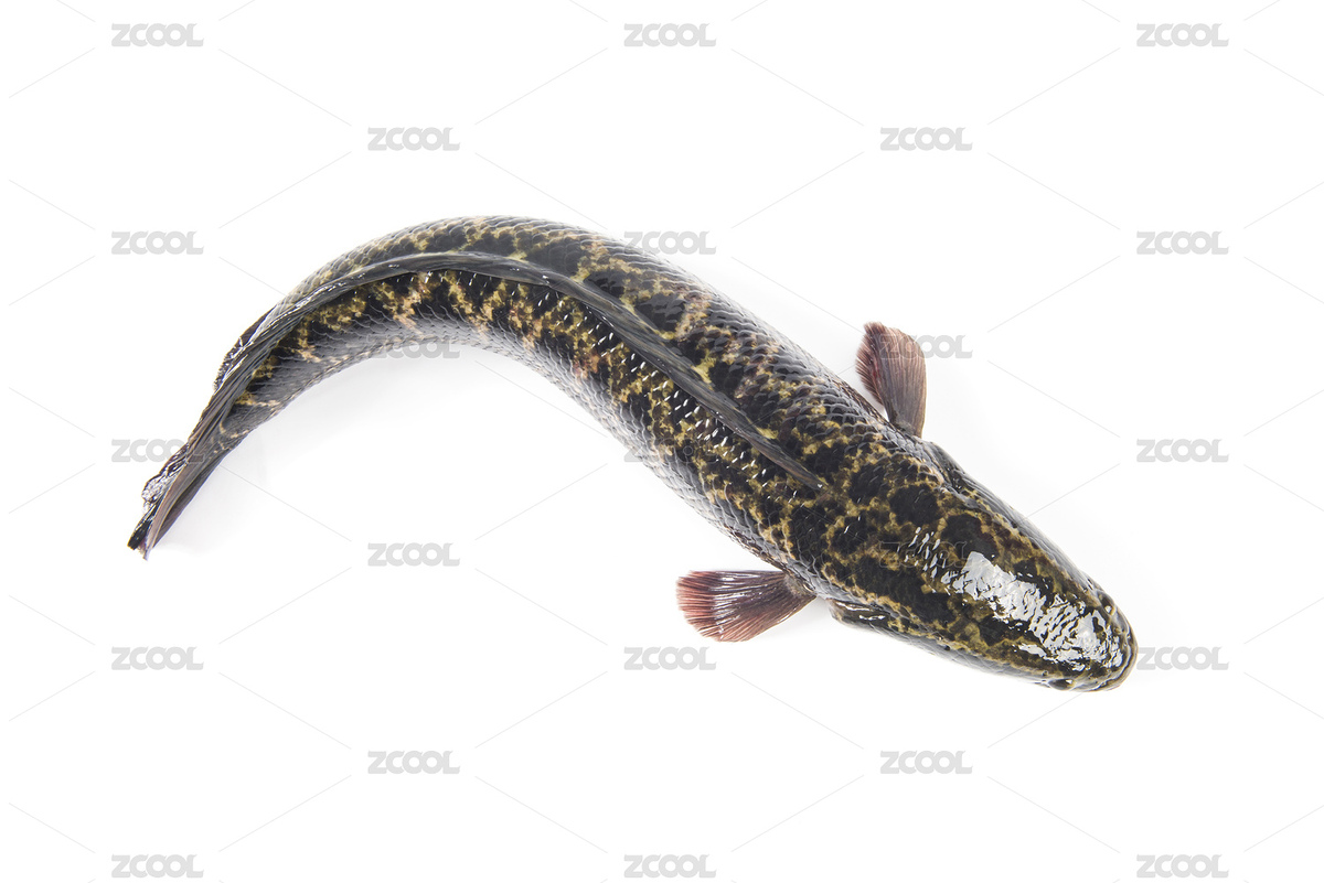 白色背景上的一條黑魚（主預(yù)覽-8154095） - 未分類 - 站酷設(shè)計(jì)師平和的總是美好的原創(chuàng)素材 - 站酷ZCOOL