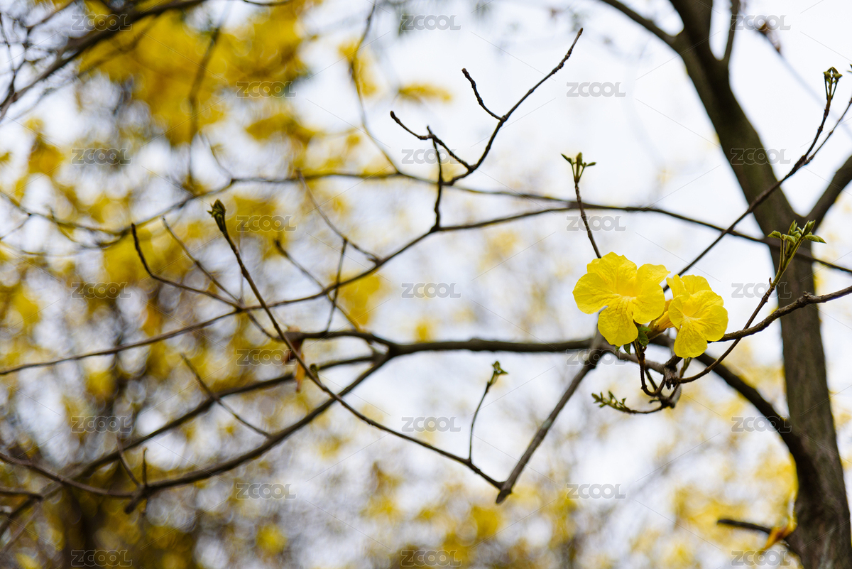 春天盛放的黃花風(fēng)鈴木（主預(yù)覽-2320622） - 未分類 - 站酷設(shè)計(jì)師小幽創(chuàng)意原創(chuàng)素材 - 站酷ZCOOL