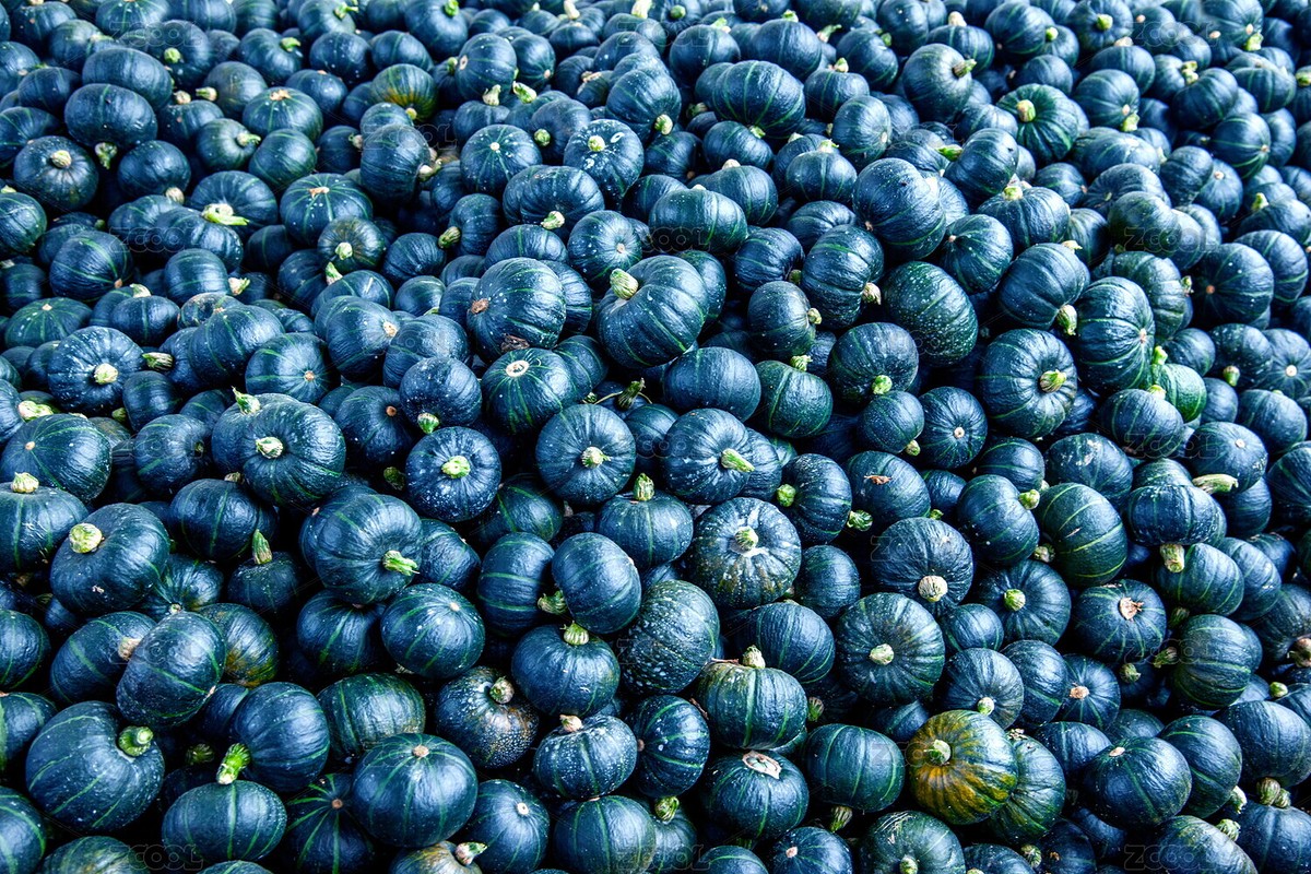 贵州丹寨县杨武镇村民正在收获小南瓜（主预览-1737398） - 未分类 - 站酷设计师小聊绅士原创素材 - 站酷ZCOOL