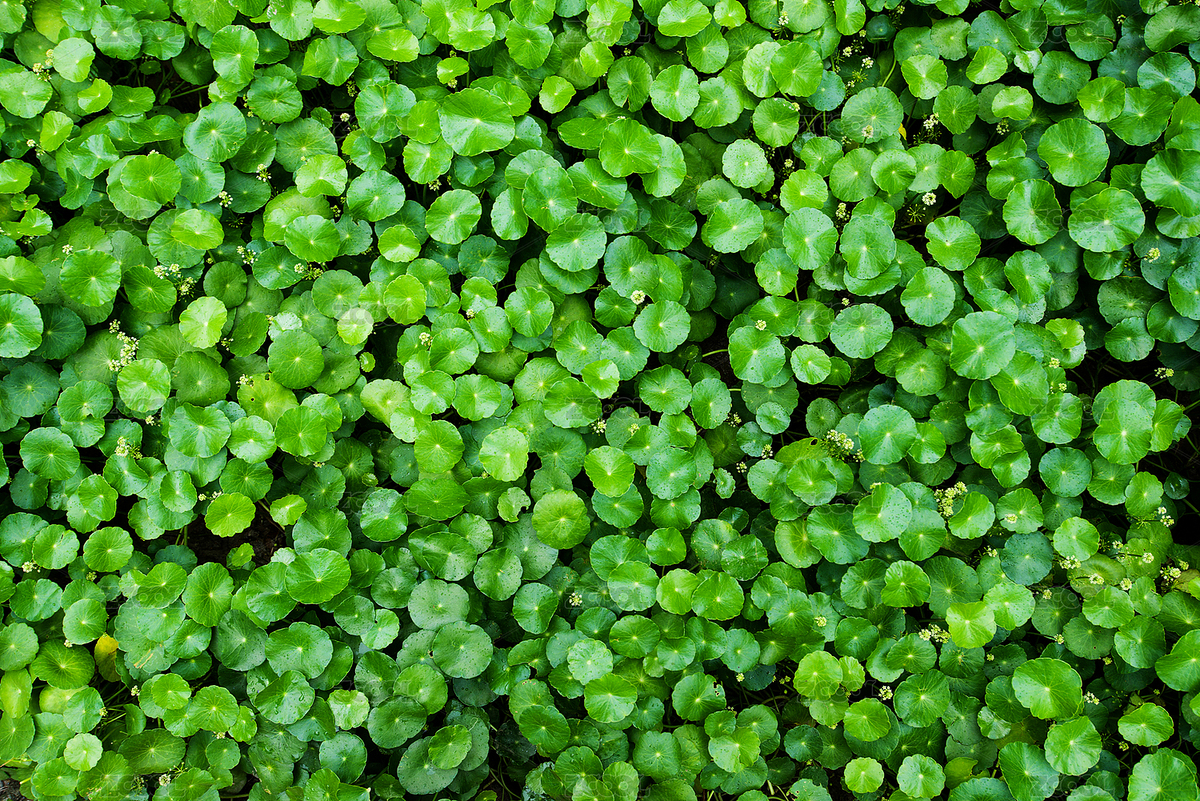 綠植背景（主預(yù)覽-8722238） - 未分類(lèi) - 站酷設(shè)計(jì)師尚色墨梅原創(chuàng)素材 - 站酷ZCOOL