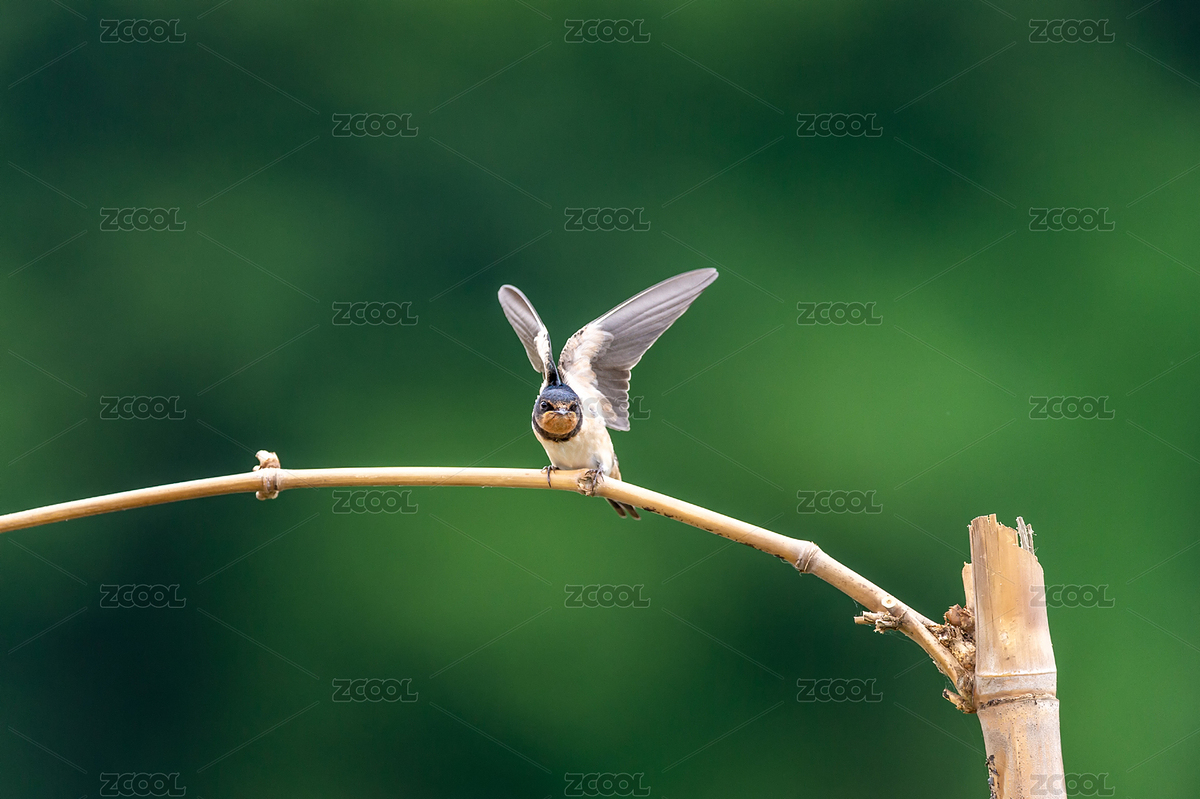 春天的小燕子在枝頭梳理羽毛，憨態(tài)可掬（主預(yù)覽-2159333） - 未分類 - 站酷設(shè)計(jì)師sunny0756原創(chuàng)素材 - 站酷ZCOOL