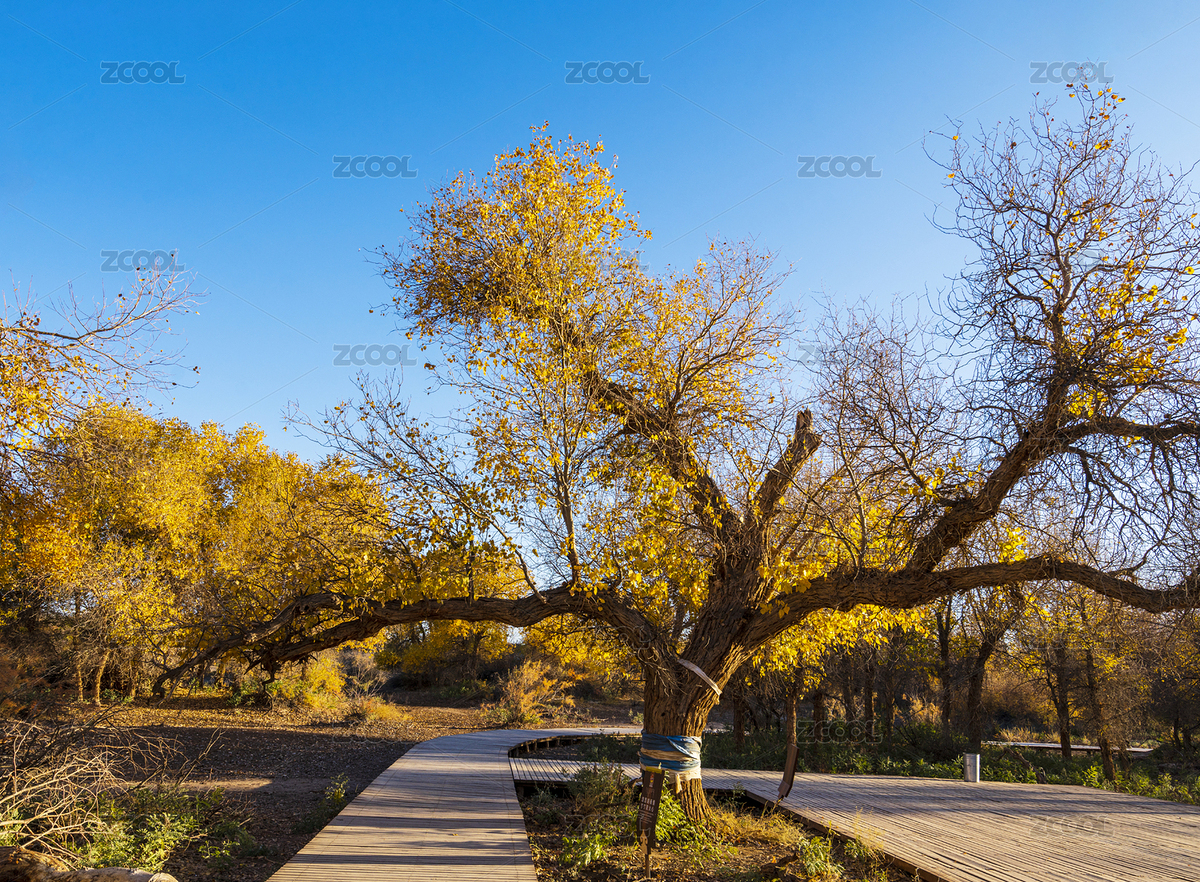 中国内蒙额济纳旗金色胡杨林风光（主预览-9101209） - 未分类 - 站酷设计师青稞的后来原创素材 - 站酷ZCOOL
