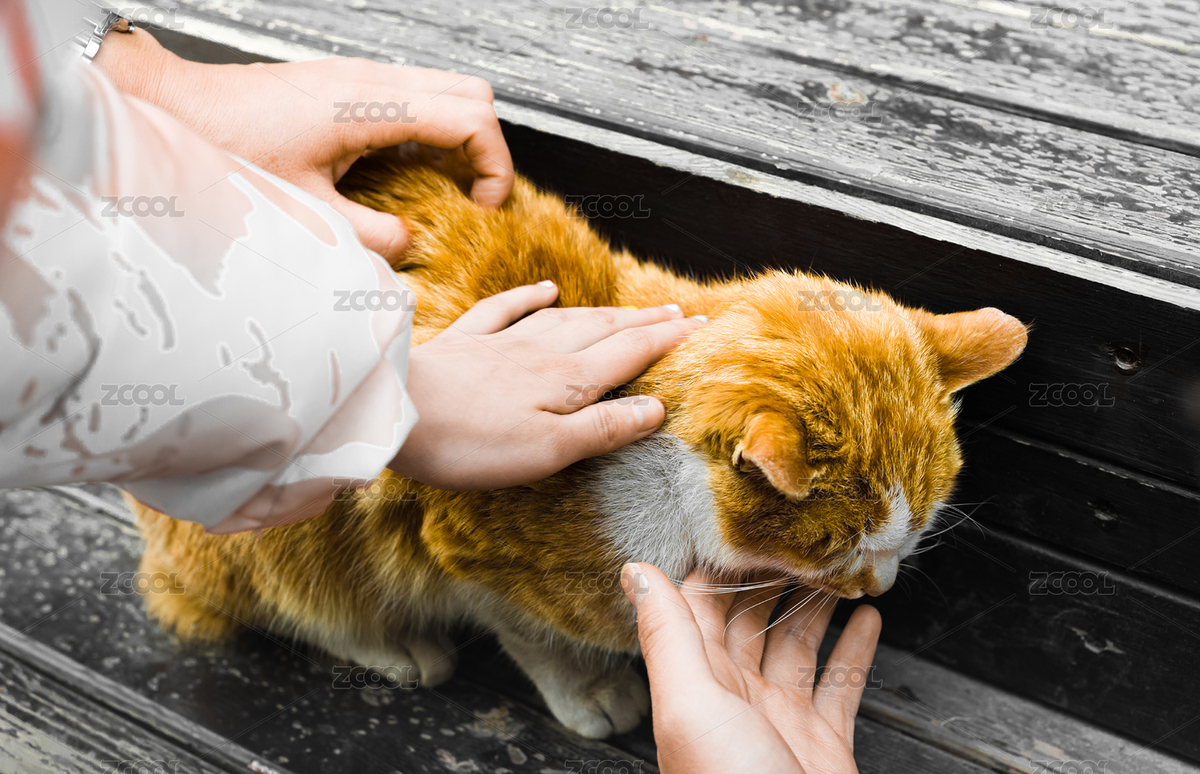 被多人撫摸的橘色可愛(ài)的小貓?zhí)貙懀ㄖ黝A(yù)覽-643249） - 未分類 - 站酷設(shè)計(jì)師Kannmu原創(chuàng)素材 - 站酷ZCOOL