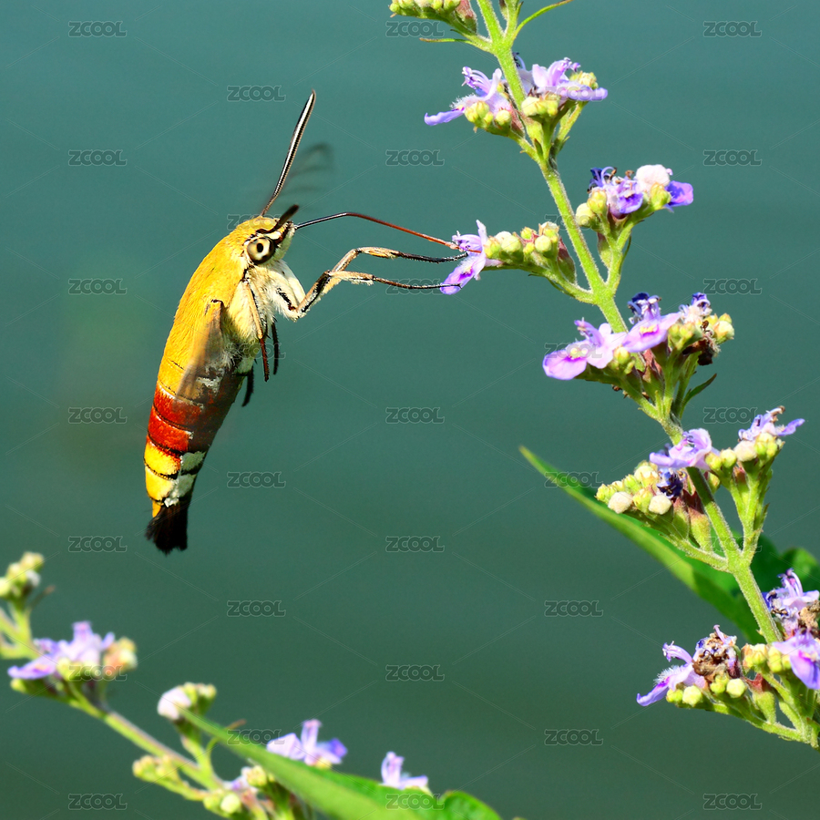 蜂鳥(niǎo)鷹蛾特寫（主預(yù)覽-2881105） - 未分類 - 站酷設(shè)計(jì)師waiwaiyy1999原創(chuàng)素材 - 站酷ZCOOL