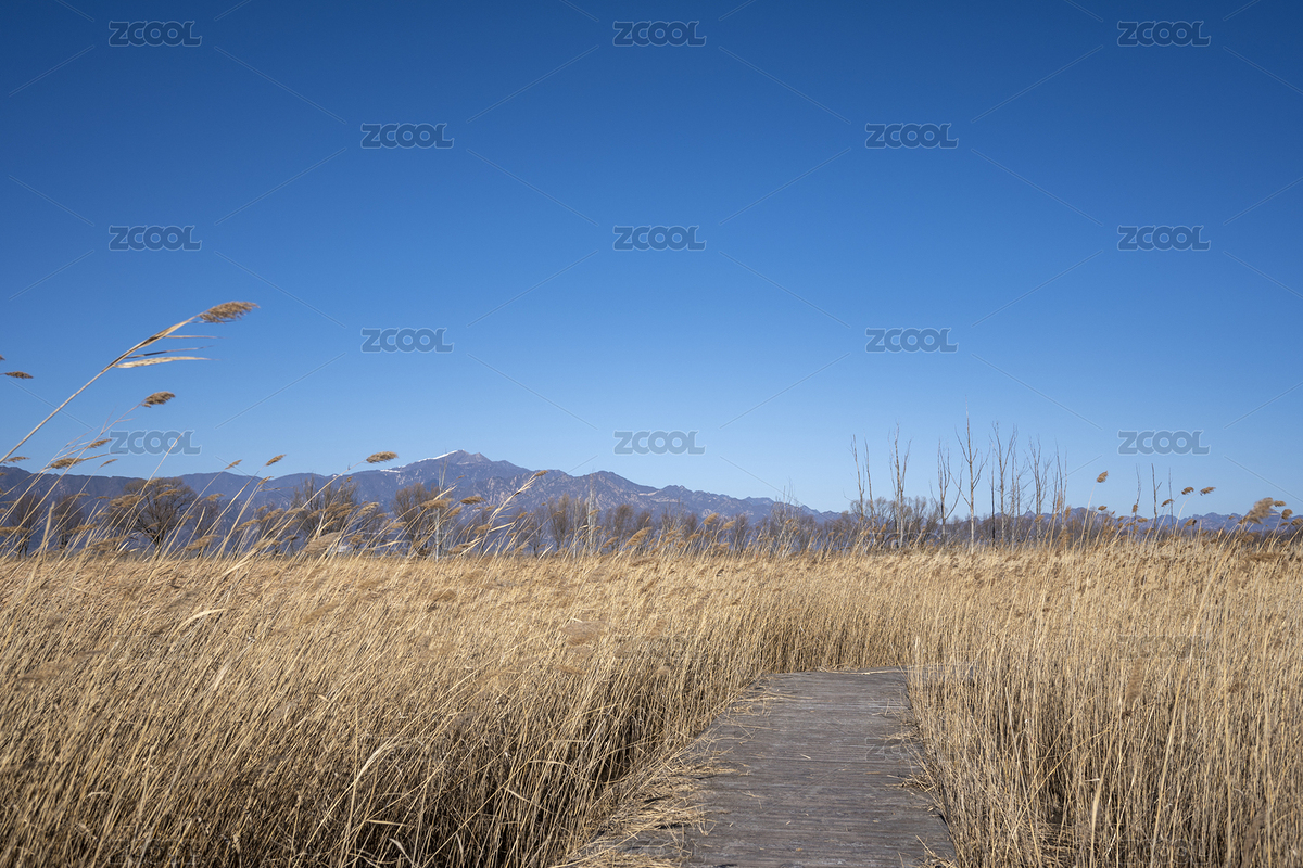 野鴨湖國家濕地公園木棧道蘆葦蕩（主預(yù)覽-12422738） - 未分類 - 站酷設(shè)計師GQ5AIjsJ1R原創(chuàng)素材 - 站酷ZCOOL