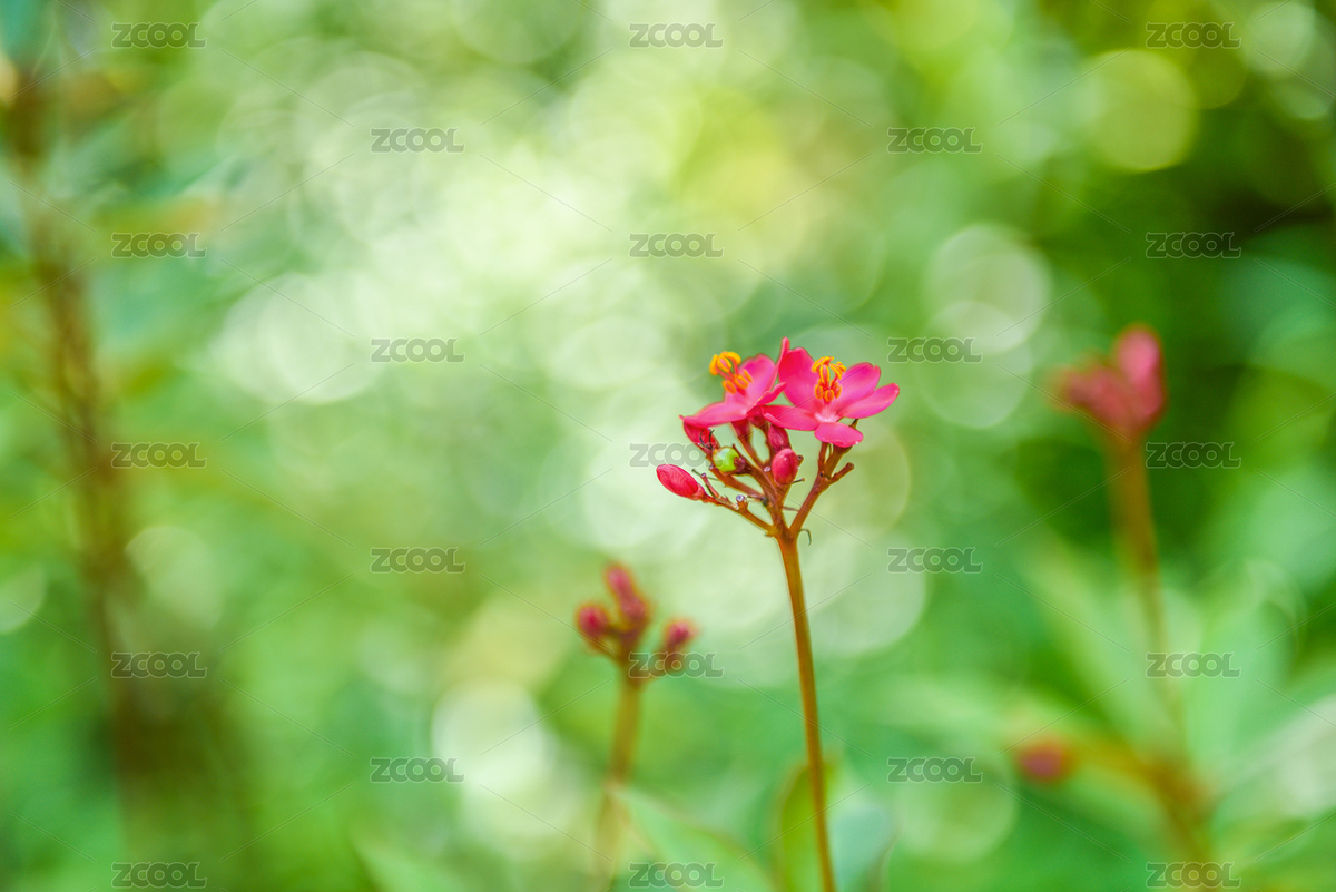 鲜花（主预览-1510454） - 未分类 - 站酷设计师jaywebde原创素材 - 站酷ZCOOL