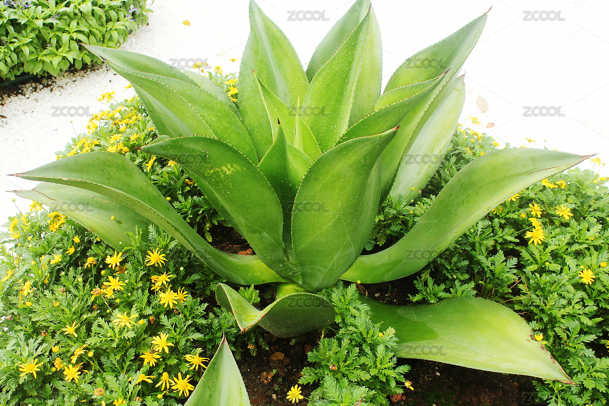 一顆綠色人工栽培的綠色龍舌蘭（主預覽-5777360） - 未分類 - 站酷設(shè)計師WUWUDEFENSI原創(chuàng)素材 - 站酷ZCOOL