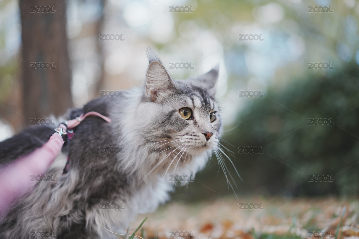 秋天的缅因猫遛弯