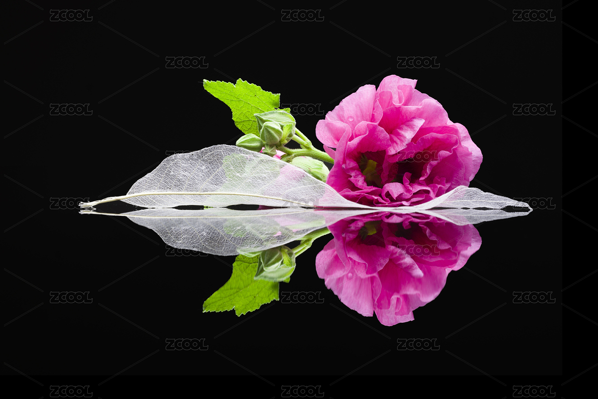 對比（主預(yù)覽-2558200） - 未分類 - 站酷設(shè)計(jì)師高高秋月原創(chuàng)素材 - 站酷ZCOOL