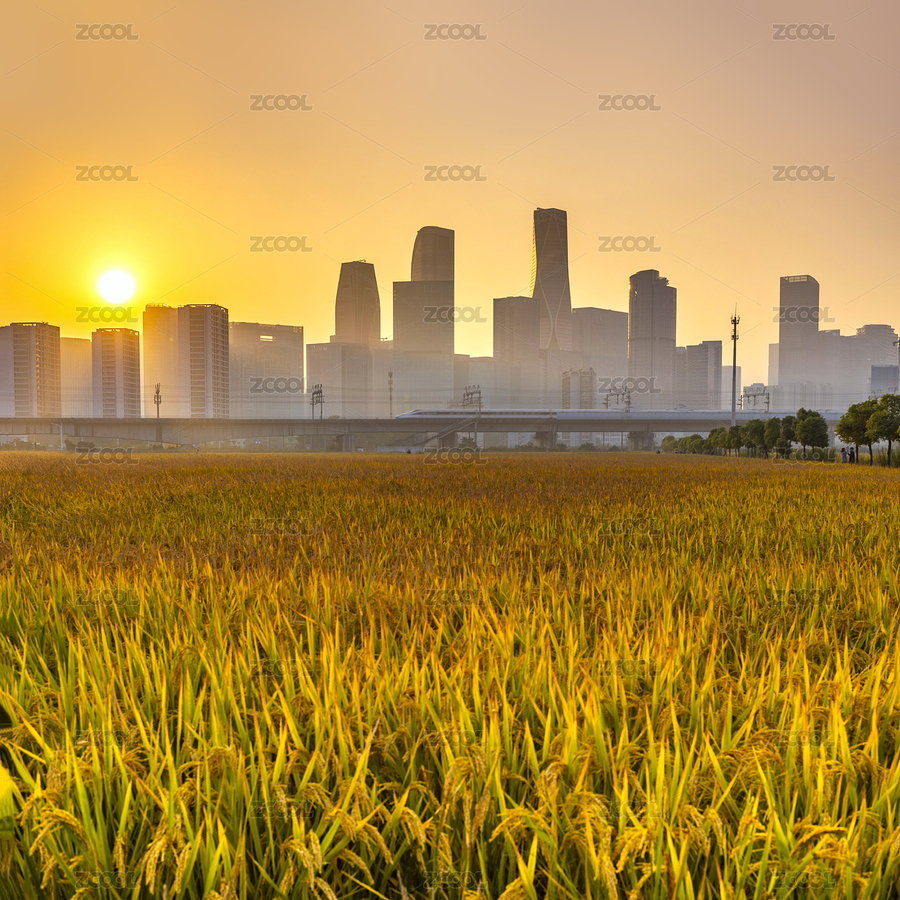 杭州錢江世紀(jì)城秋日稻田（主預(yù)覽-6250637） - 未分類 - 站酷設(shè)計(jì)師茄子小兩口原創(chuàng)素材 - 站酷ZCOOL
