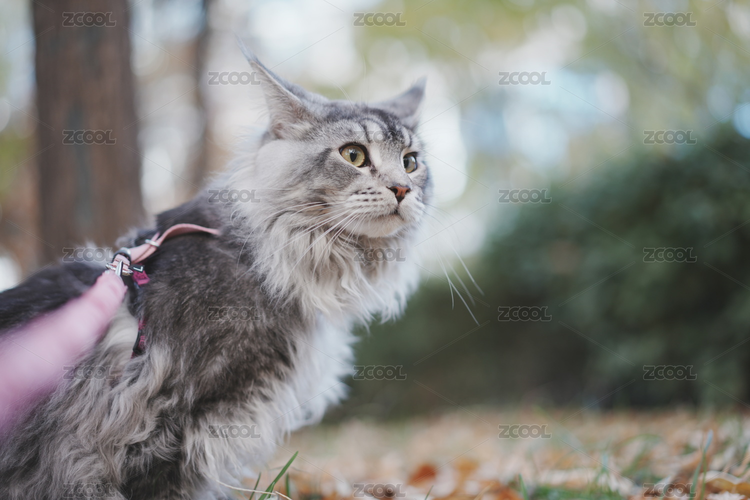 秋天的缅因猫户外玩耍
