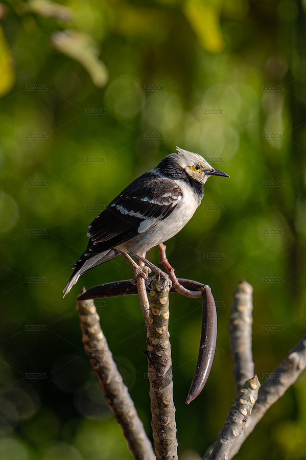 黑領(lǐng)椋鳥(niǎo)在樹(shù)枝上（主預(yù)覽-9656209） - 未分類 - 站酷設(shè)計(jì)師Z375985752原創(chuàng)素材 - 站酷ZCOOL