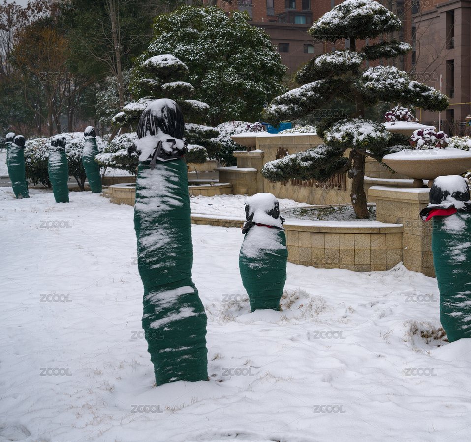 冬季雪天包裹严实的城市绿化景观树（主预览-5214827） - 未分类 - 站酷设计师赤橙伽楠原创素材 - 站酷ZCOOL
