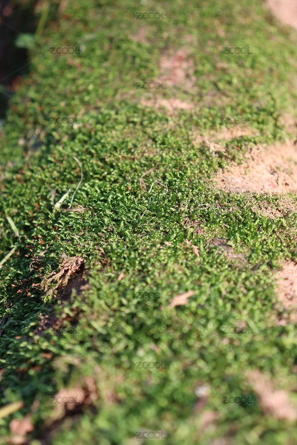 微观植物（主预览-3968779） - 未分类 - 站酷设计师人间观察员12原创素材 - 站酷ZCOOL