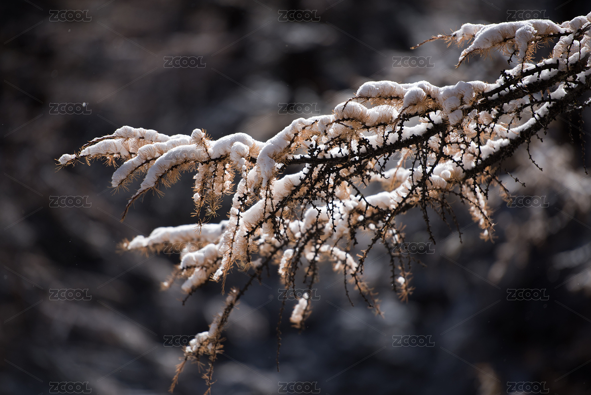 早晨陽光下一支晶瑩剔透的雪松（主預(yù)覽-4797745） - 未分類 - 站酷設(shè)計(jì)師西部影匠原創(chuàng)素材 - 站酷ZCOOL