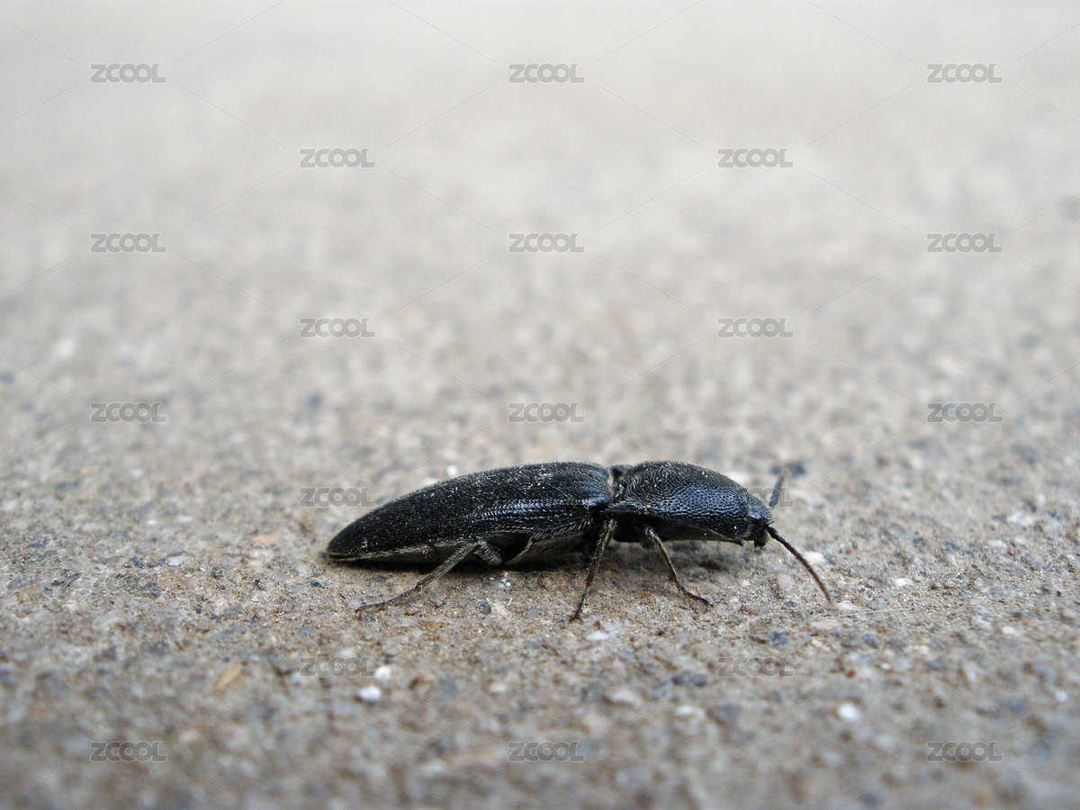 田野的叩頭蟲（主預覽-2593879） - 未分類 - 站酷設計師拾光藝術(shù)館原創(chuàng)素材 - 站酷ZCOOL