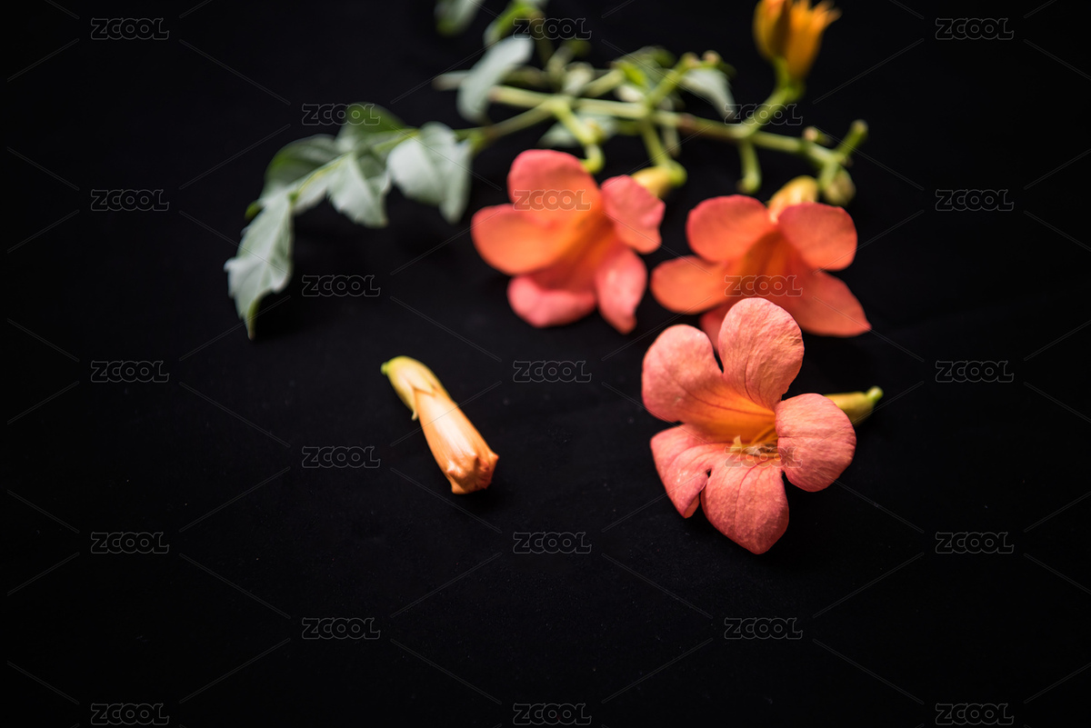 凌霄花（主預(yù)覽-884301） - 未分類(lèi) - 站酷設(shè)計(jì)師shuier1978原創(chuàng)素材 - 站酷ZCOOL