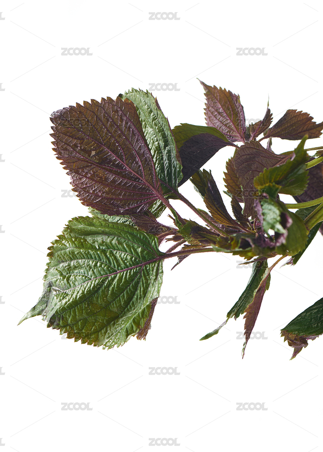 白色背景上的新鮮紫蘇葉（主預(yù)覽-8891155） - 未分類 - 站酷設(shè)計師密斯楊攝影原創(chuàng)素材 - 站酷ZCOOL