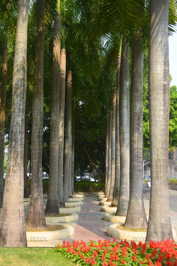城市園林觀賞樹 王棕樹林（主預(yù)覽-12058665） - 未分類 - 站酷設(shè)計師無題圖原創(chuàng)素材 - 站酷ZCOOL