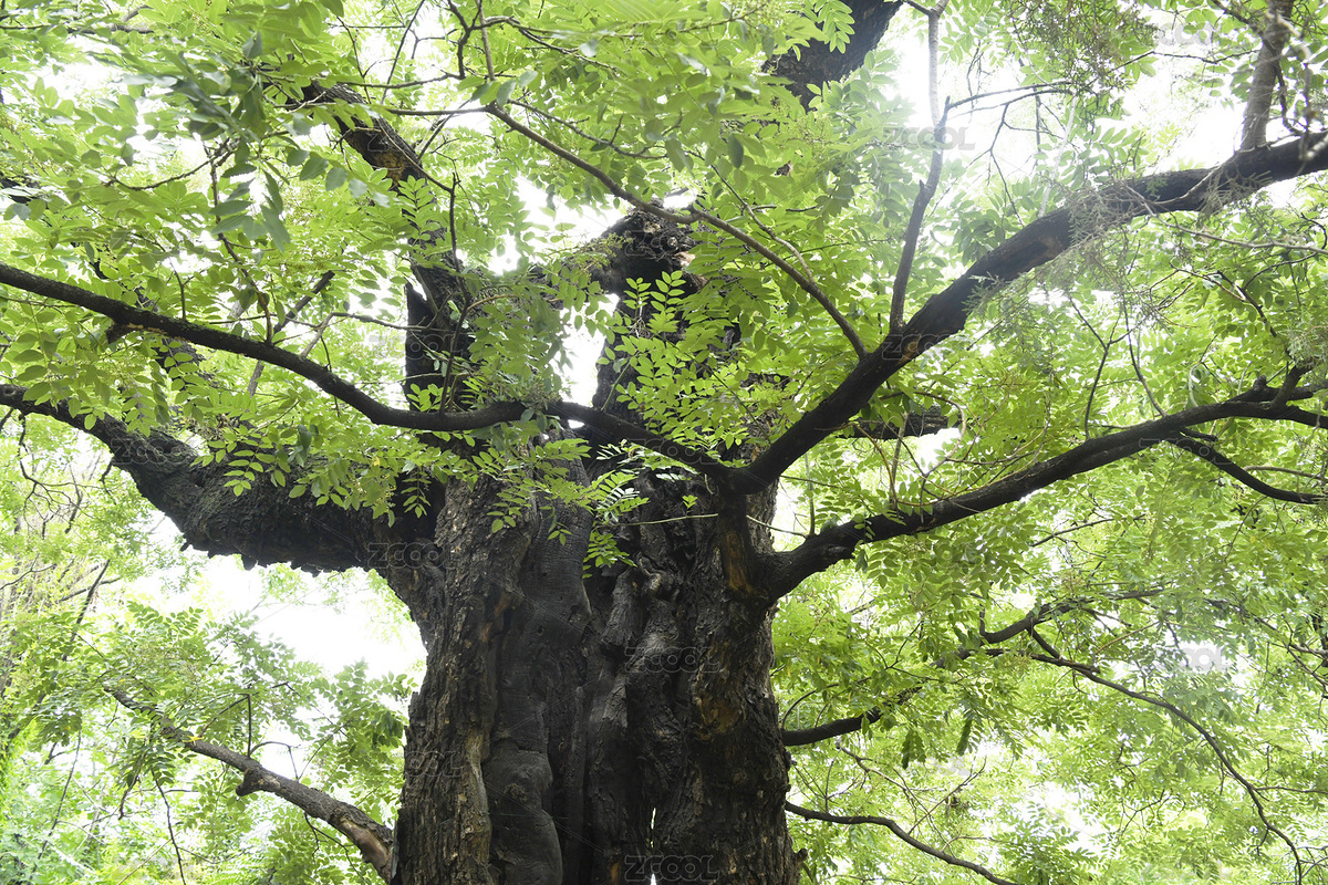 古老的槐樹（主預(yù)覽-6190588） - 未分類 - 站酷設(shè)計(jì)師lizongxian原創(chuàng)素材 - 站酷ZCOOL