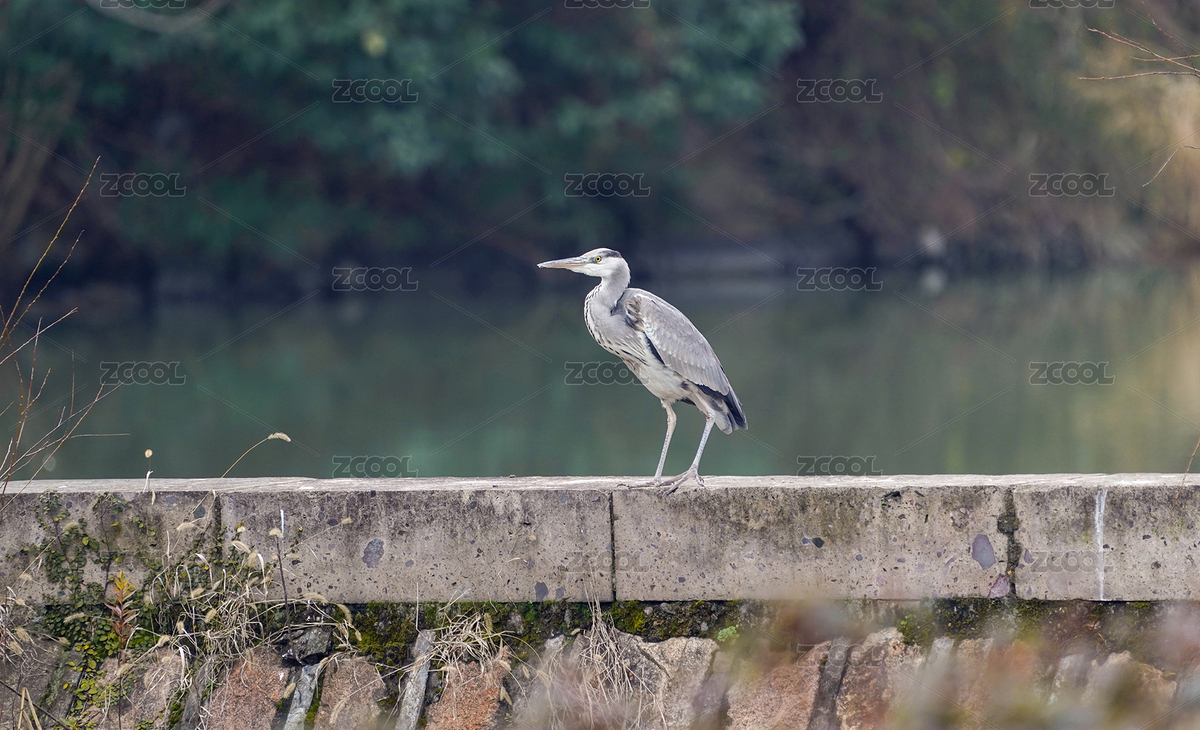 水邊石墻上的一只蒼鷺（主預(yù)覽-7092211） - 未分類 - 站酷設(shè)計師WangXinyanNG原創(chuàng)素材 - 站酷ZCOOL