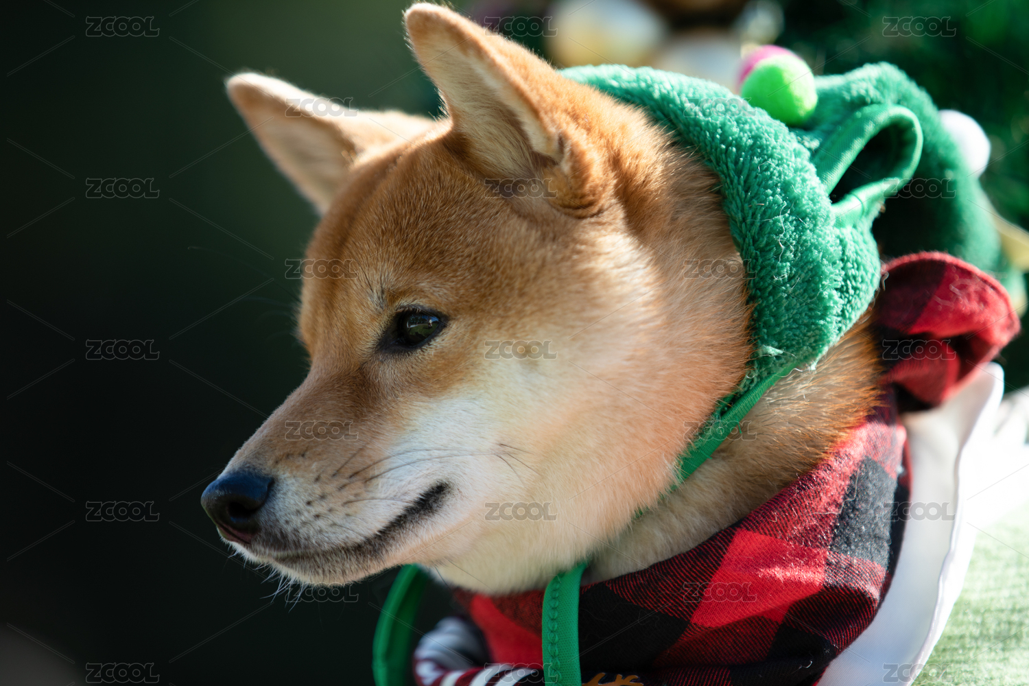 宠物摄影圣诞节的柴犬头部特写