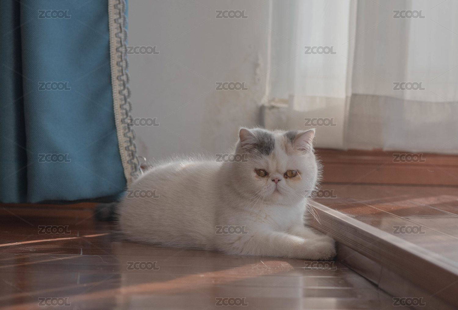 一只加菲猫趴在红色地板上看着前面