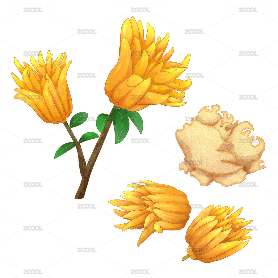 手繪水彩中藥藥材佛手插畫（主預(yù)覽-12603245） - 未分類 - 站酷設(shè)計(jì)師萌萌的小姐姐原創(chuàng)素材 - 站酷ZCOOL