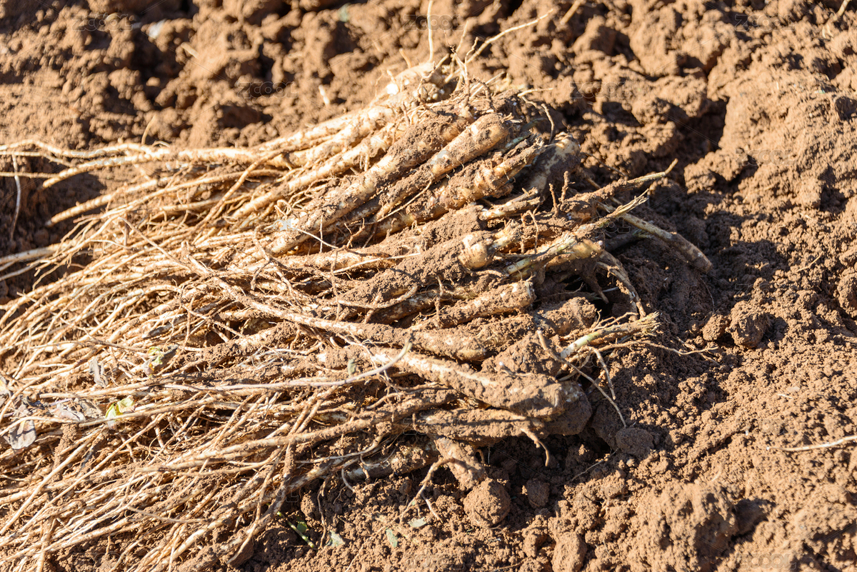 內(nèi)蒙古赤峰桔梗藥材種植基地（主預(yù)覽-12255988） - 未分類 - 站酷設(shè)計師GiannCheng原創(chuàng)素材 - 站酷ZCOOL